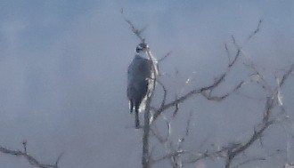 American Goshawk - ML647321882