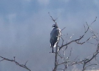 American Goshawk - ML647321883