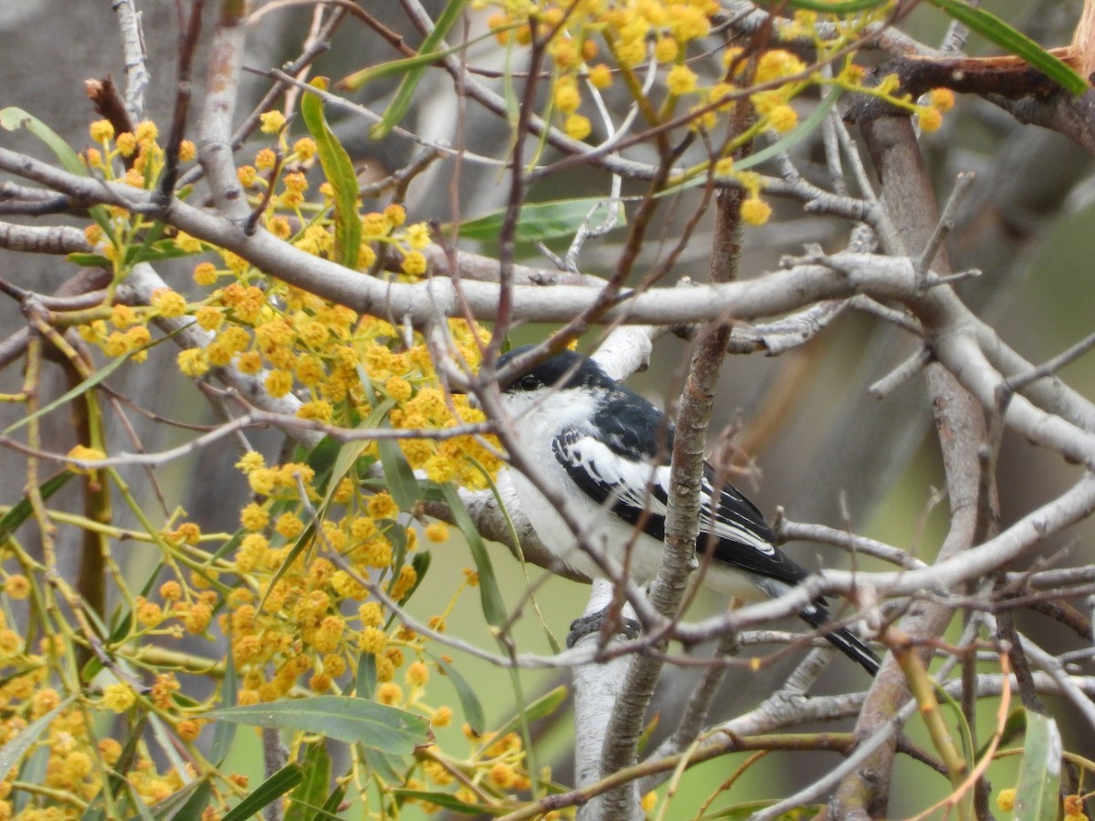 White-winged Triller - ML647321884