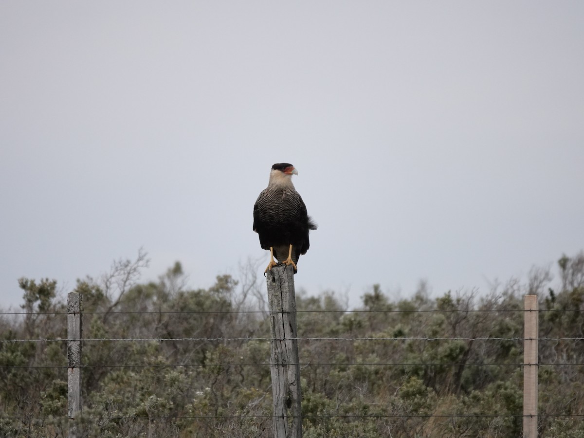 Crested Caracara - ML647321885