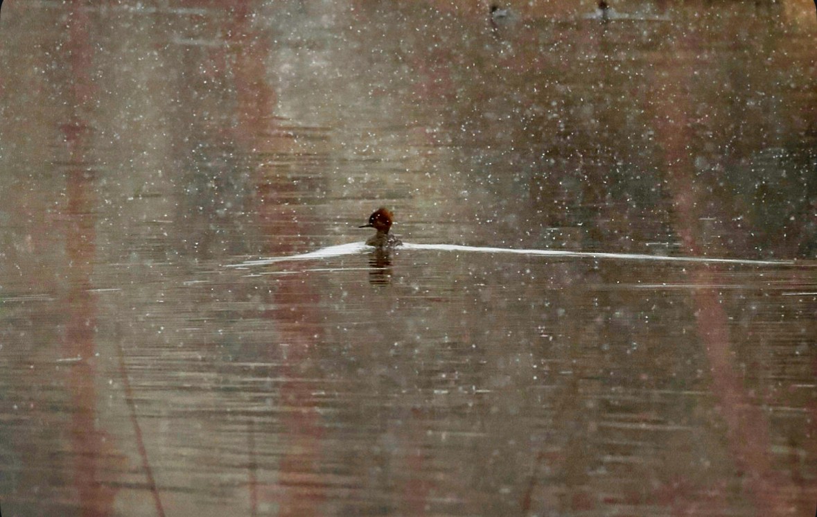 Hooded Merganser - ML647321891