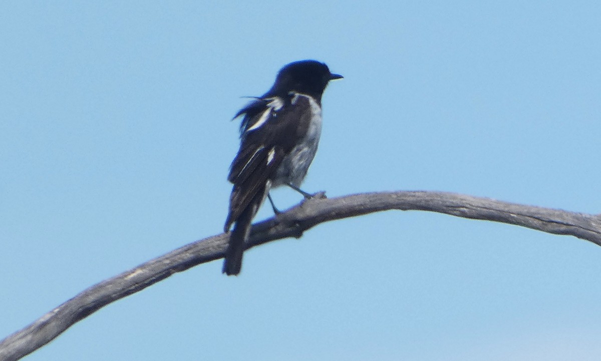 Пегая дриада - ML647321892