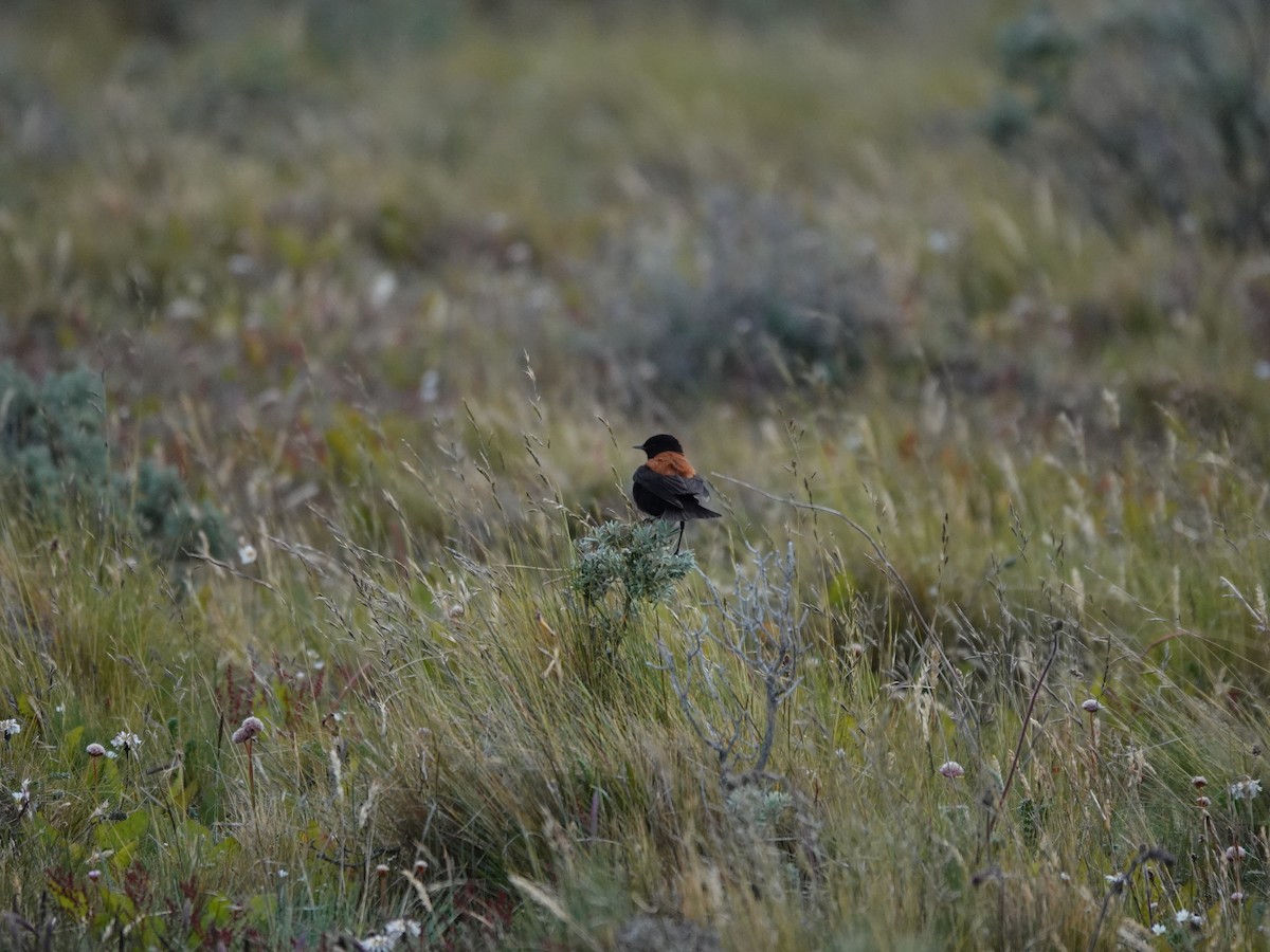 Austral Negrito - ML647321897