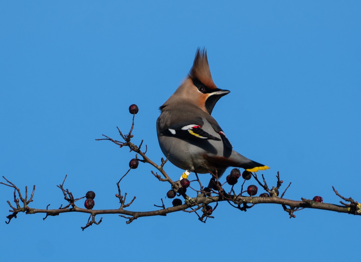 黃連雀 - ML647321901