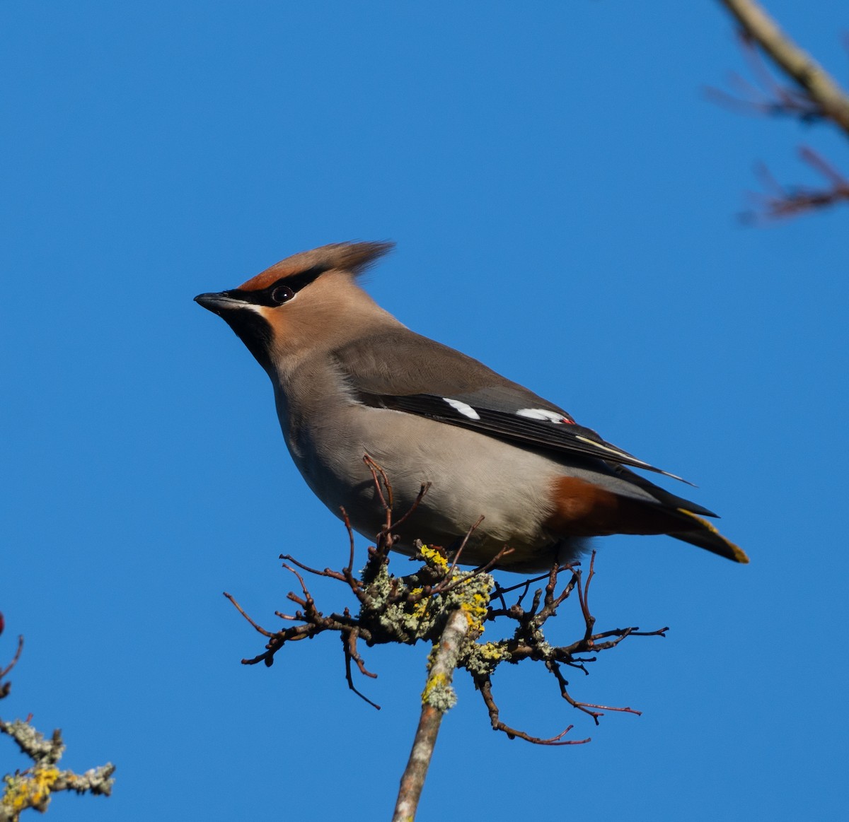 黃連雀 - ML647321902