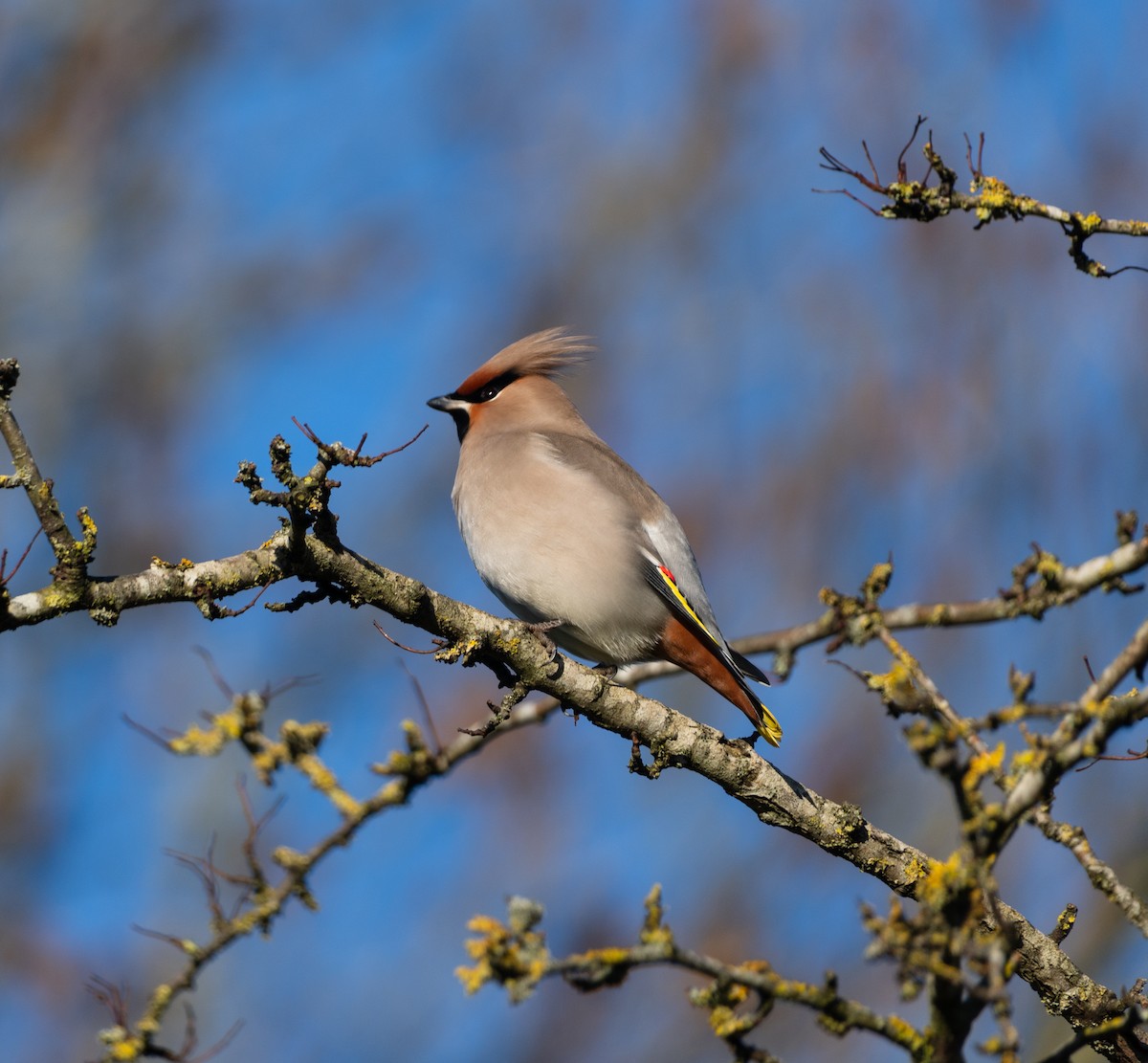 黃連雀 - ML647321903
