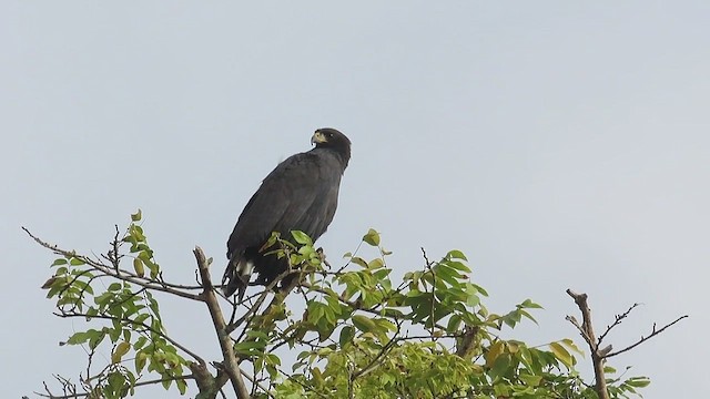 káně velká - ML647321910