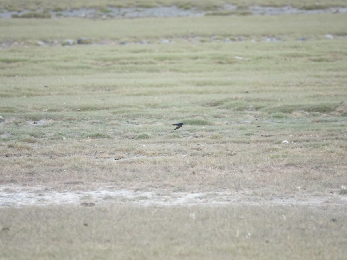 Blue-and-white Swallow - ML647321912