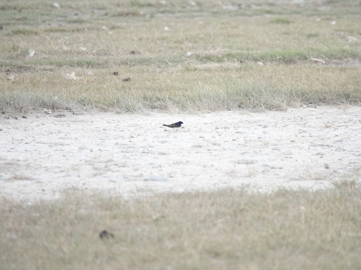 Blue-and-white Swallow - ML647321913