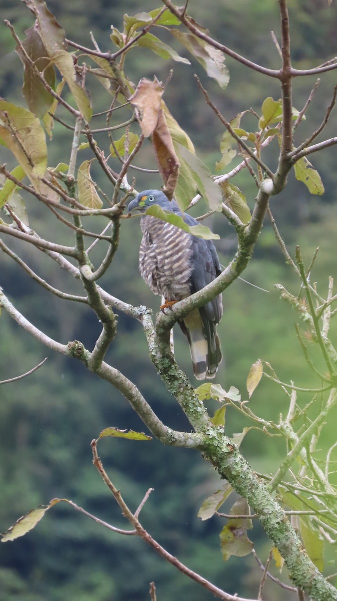 Hook-billed Kite - ML647321915