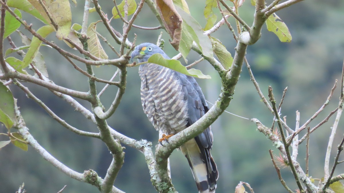 Hook-billed Kite - ML647321916