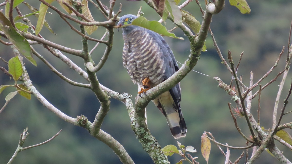 Hook-billed Kite - ML647321917