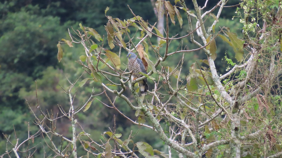 Hook-billed Kite - ML647321918