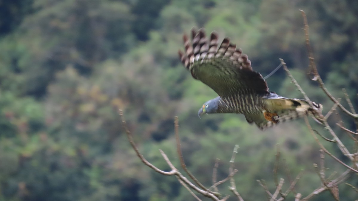 Hook-billed Kite - ML647321920
