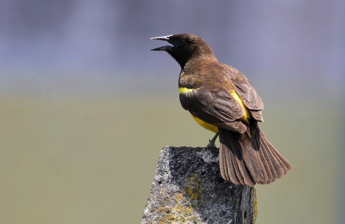 Yellow-rumped Marshbird - ML647321926