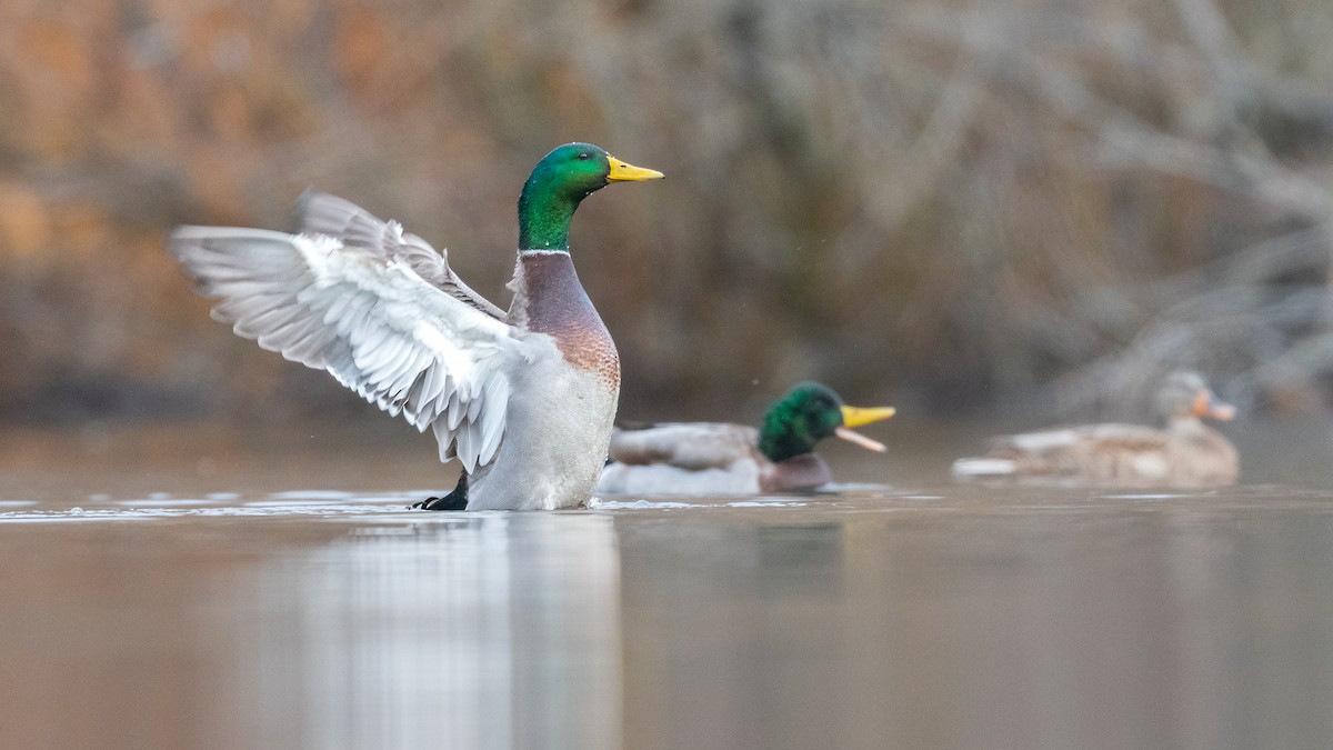 Mallard - ML647321934