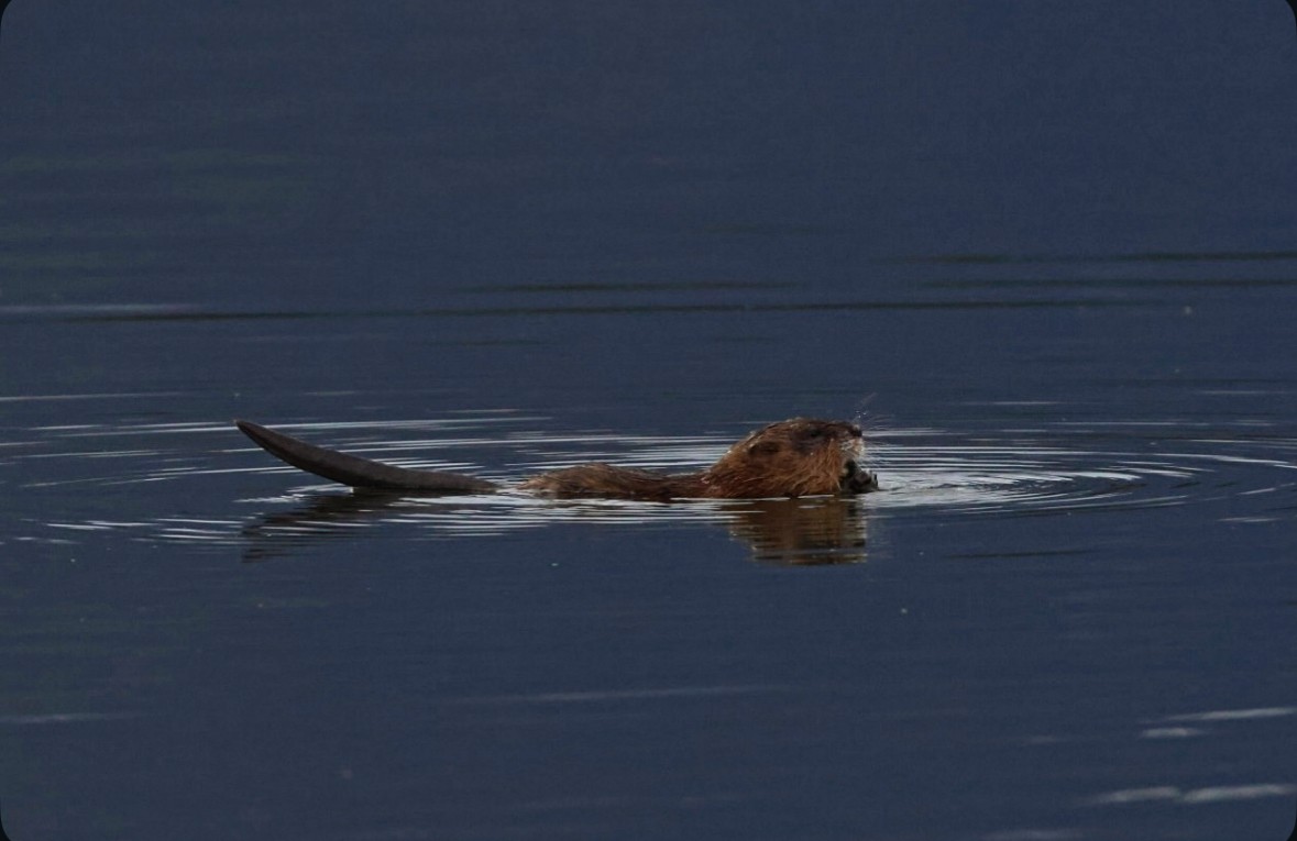 Muskrat - ML647321939