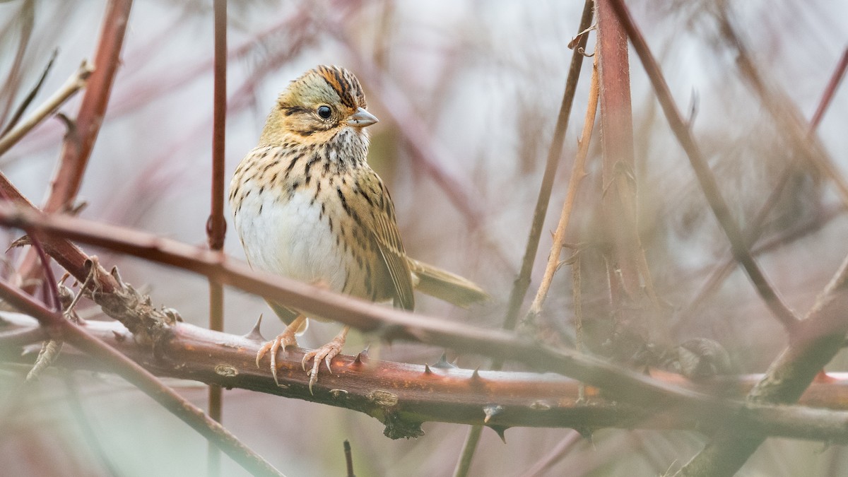 Lincoln's Sparrow - ML647321942