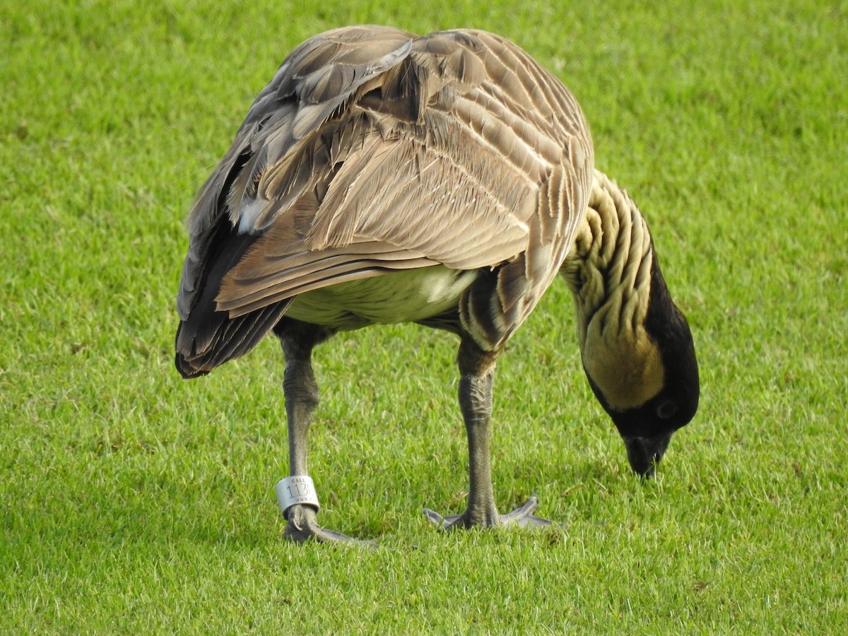 Hawaiian Goose - ML647321958
