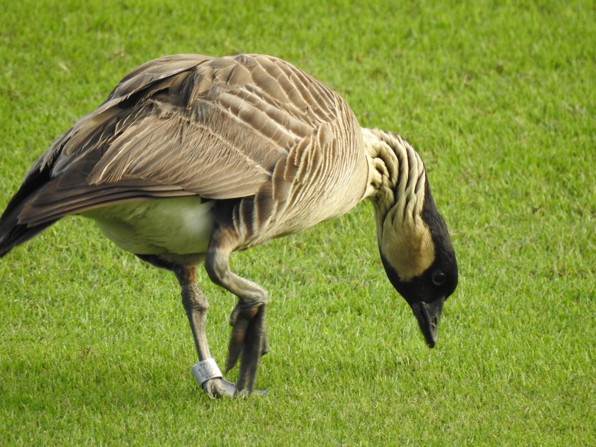 Hawaiian Goose - ML647321960