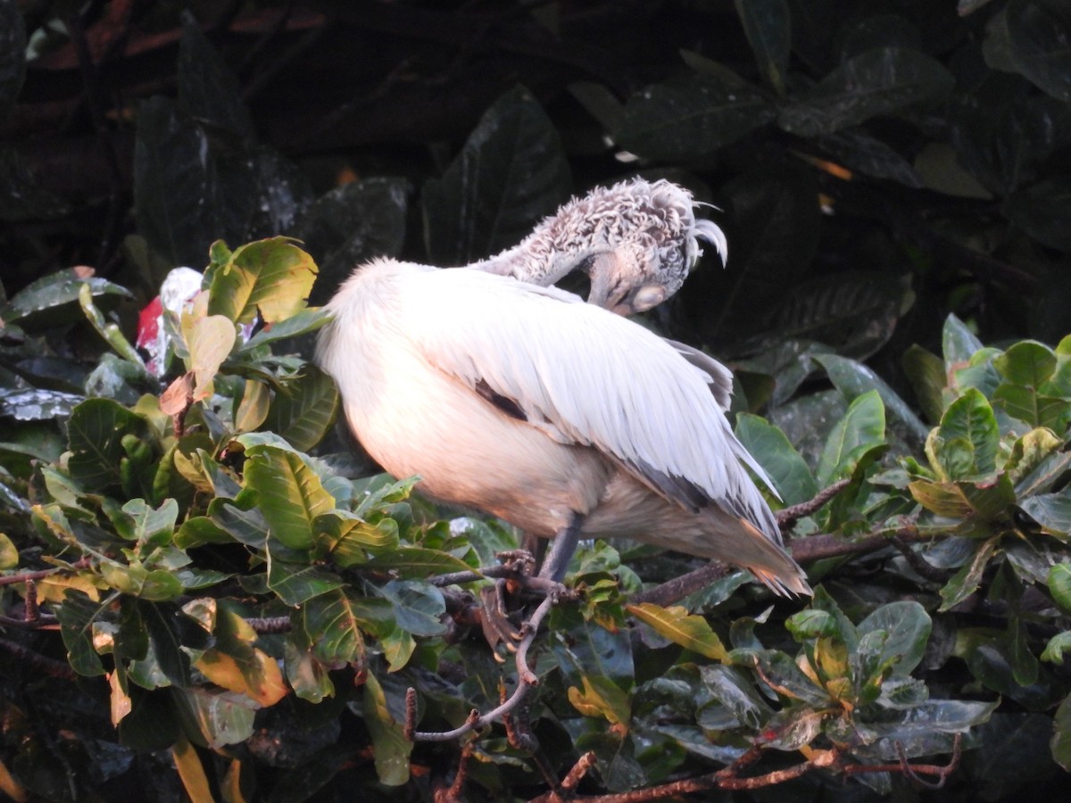 Pelikano tantoduna - ML647321964