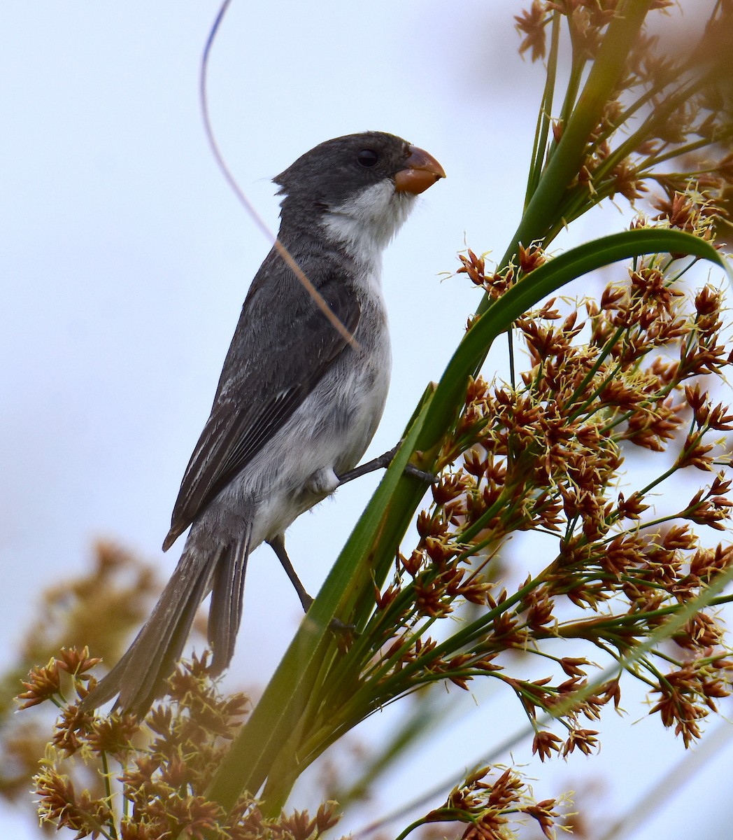White-bellied Seedeater - ML647321965