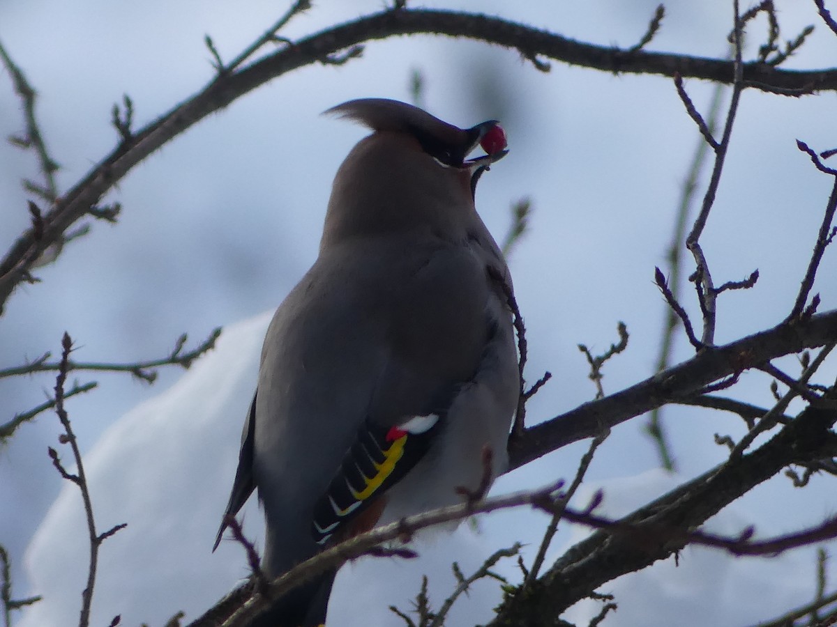 黃連雀 - ML647321967