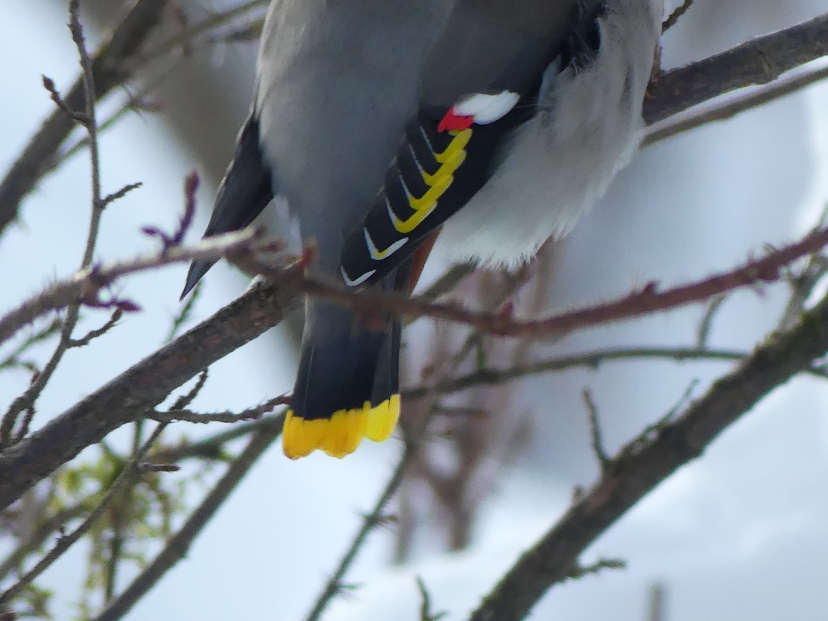 黃連雀 - ML647321968