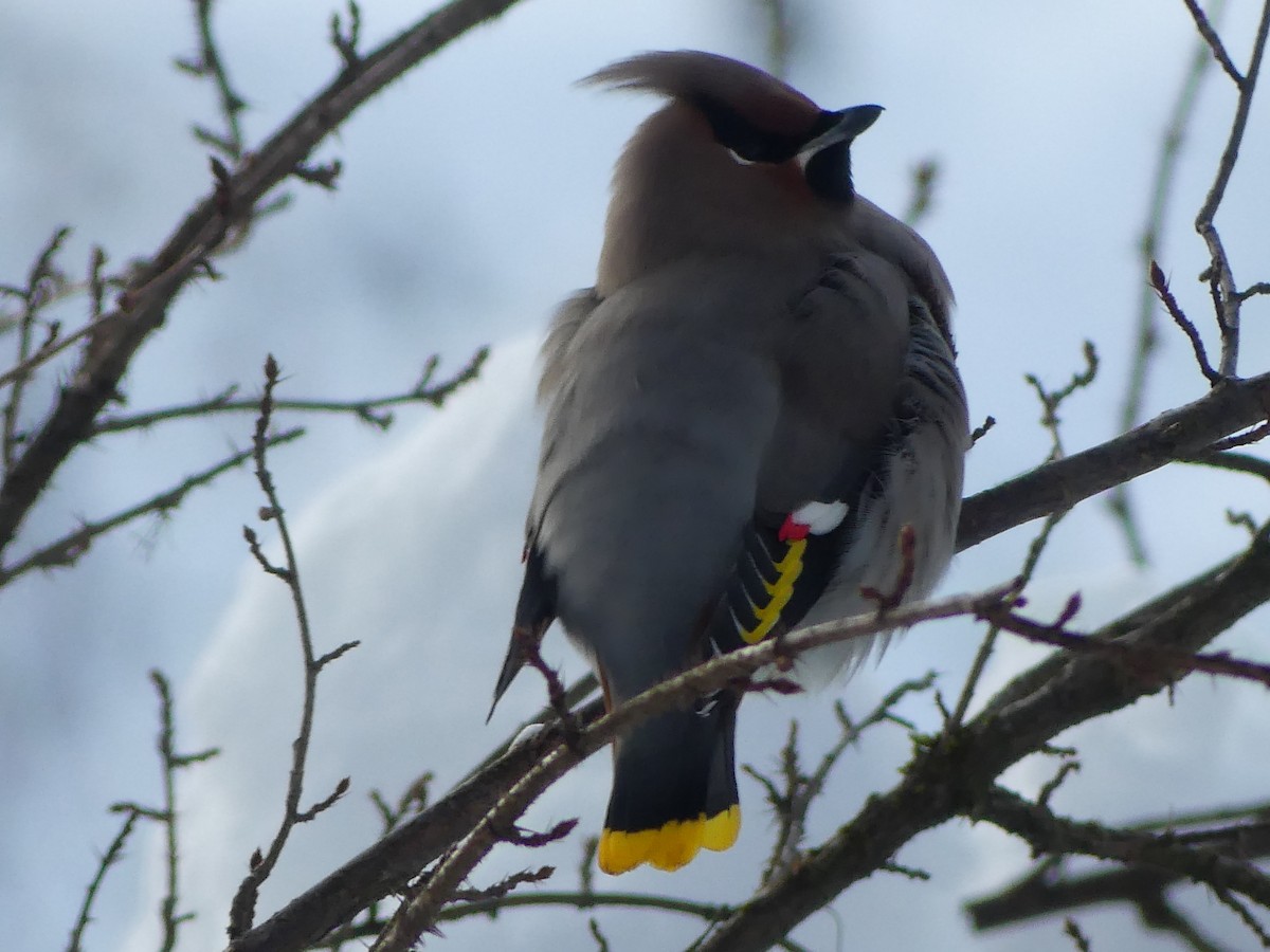 黃連雀 - ML647321969