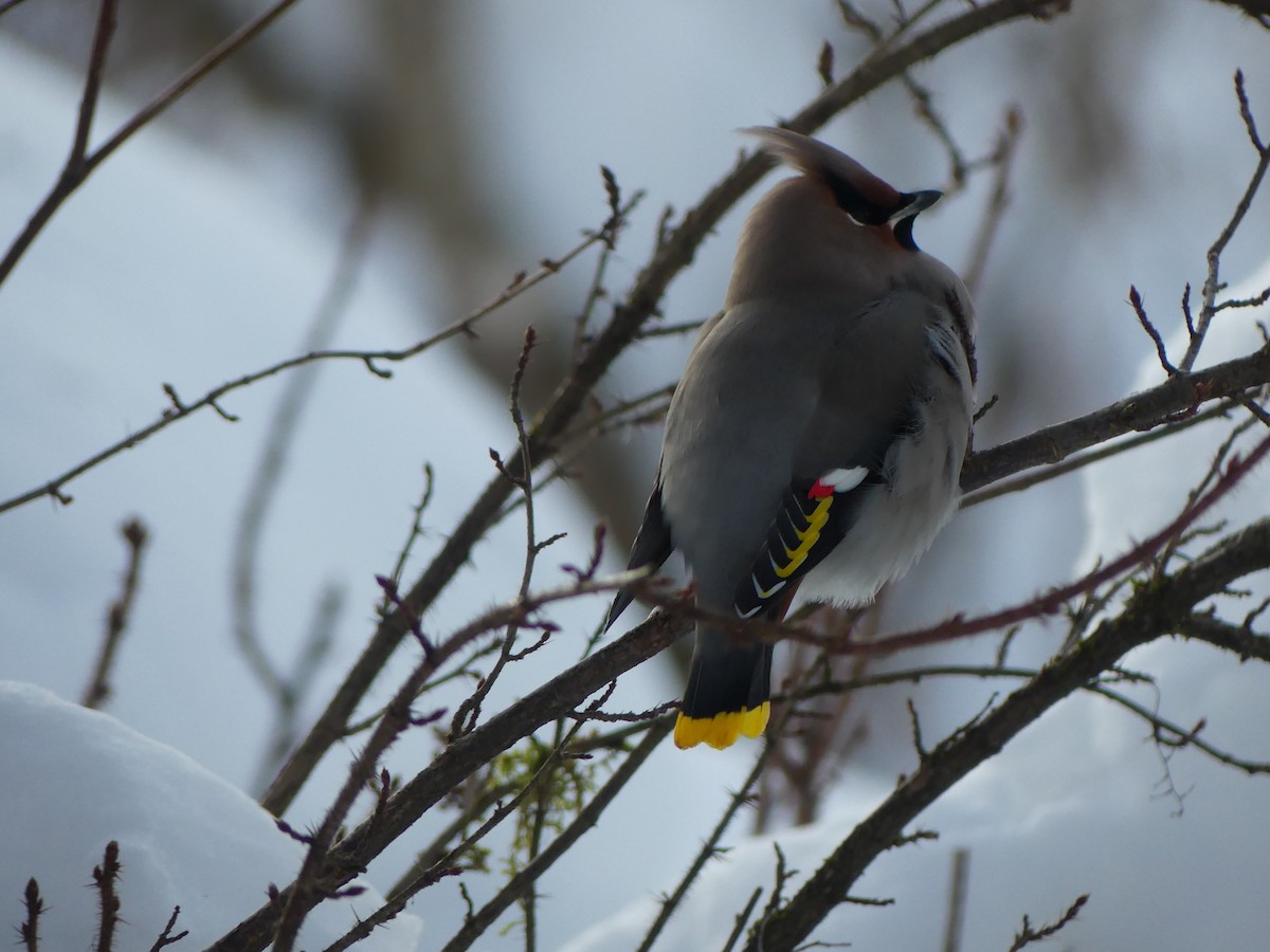 黃連雀 - ML647321970