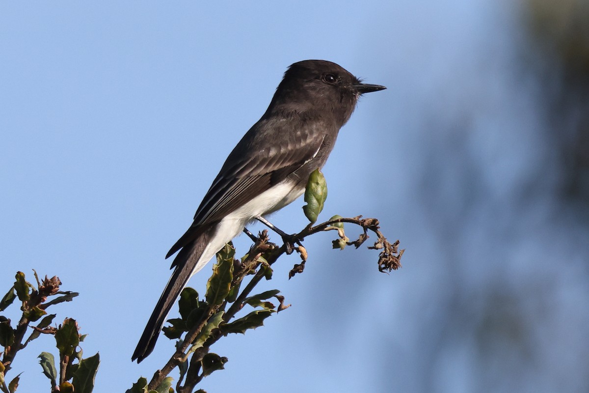 Black Phoebe - ML647321982