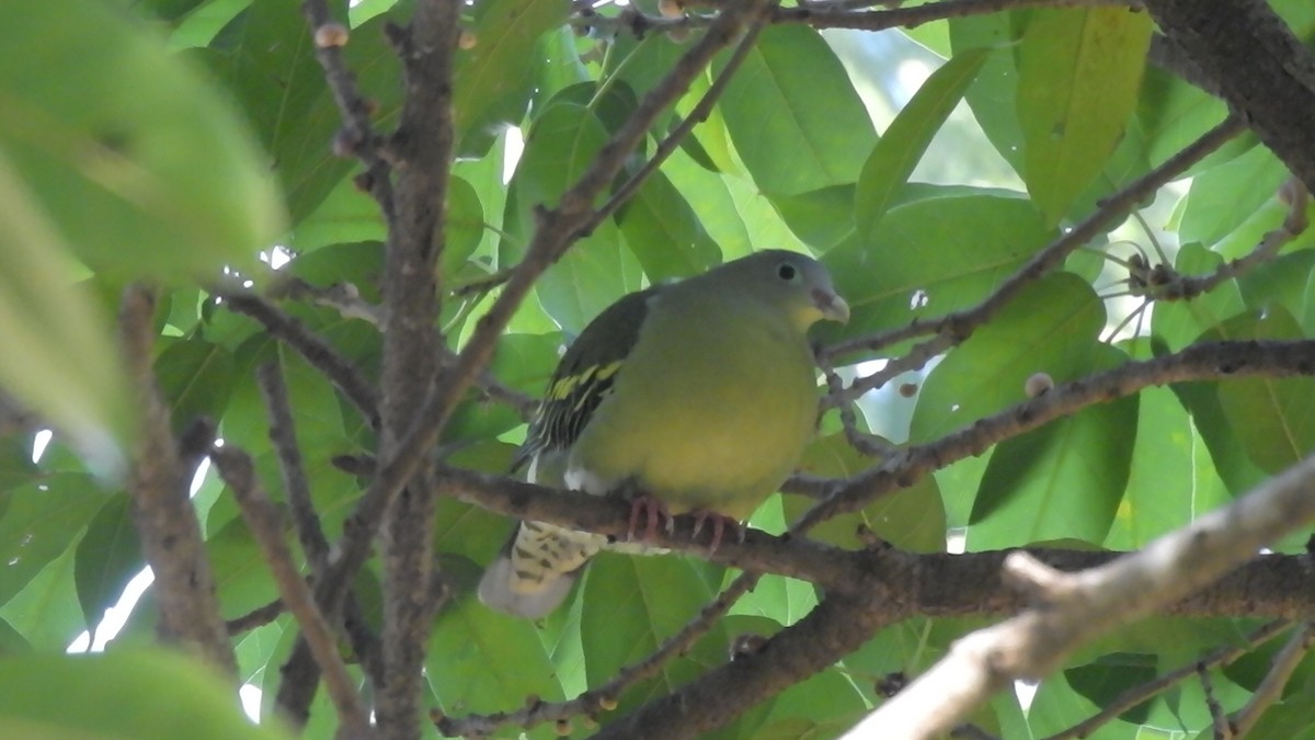 holub indomalajský - ML647321985