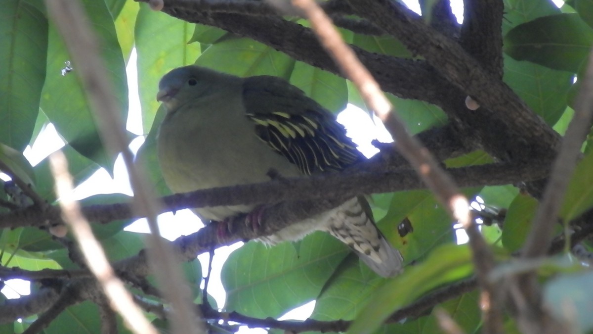 holub indomalajský - ML647321986