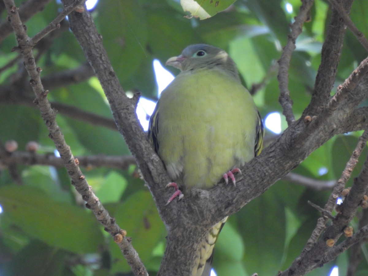 holub indomalajský - ML647321989