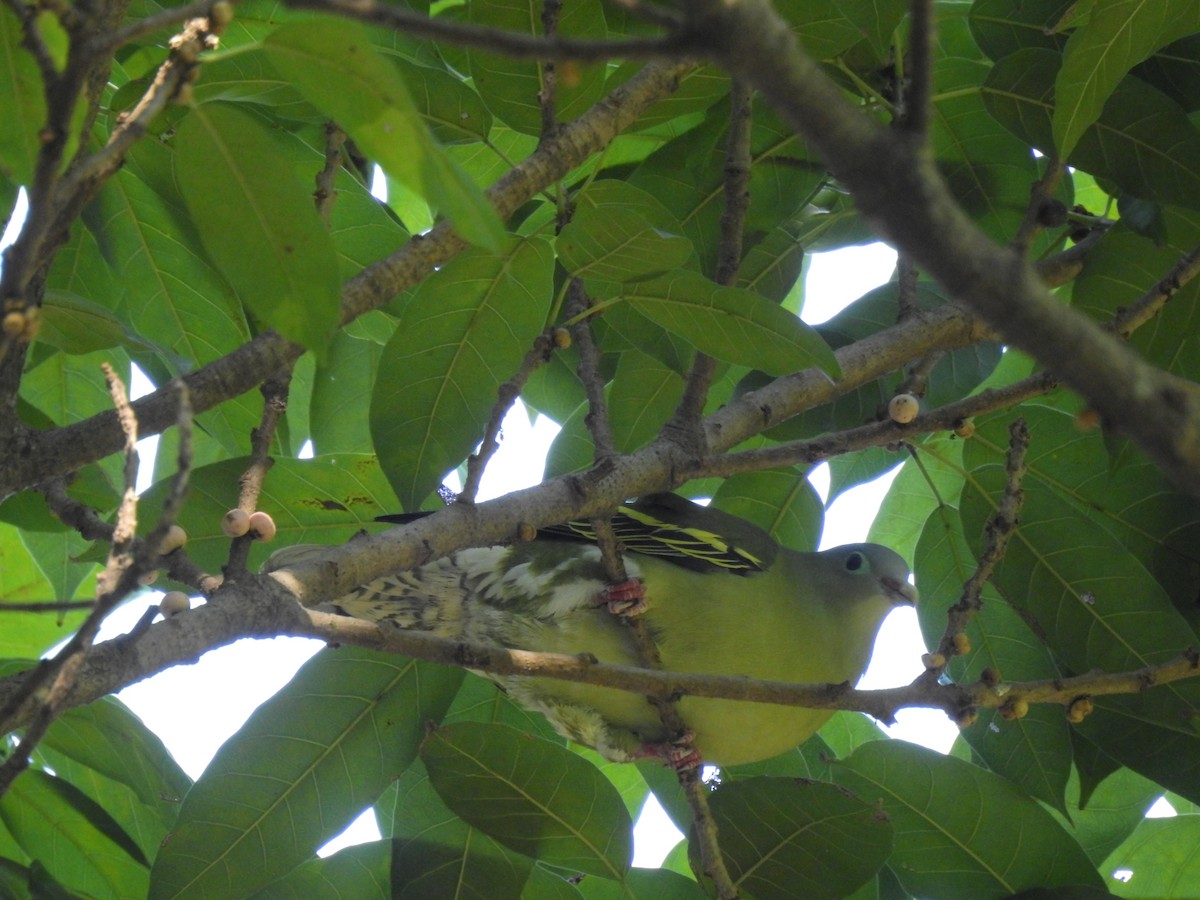 holub indomalajský - ML647321990