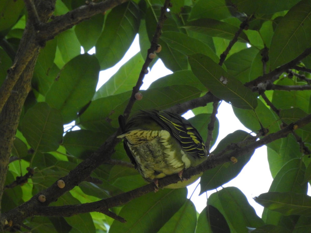 holub indomalajský - ML647321991