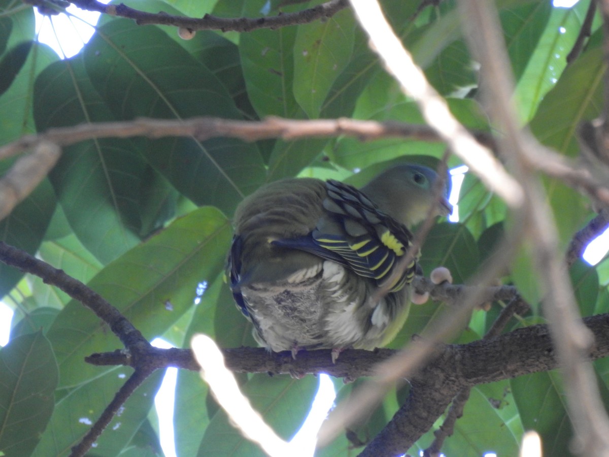 holub indomalajský - ML647321993