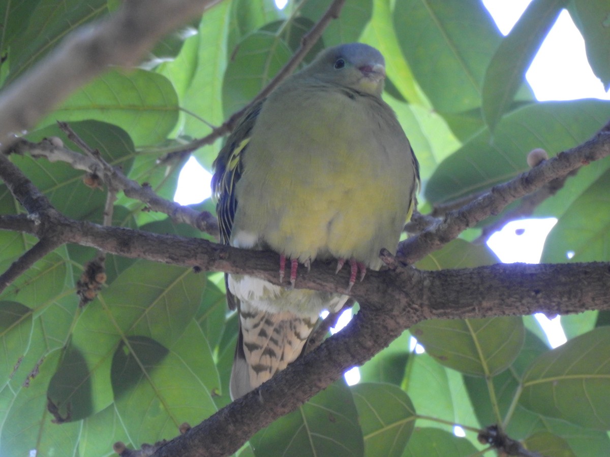 holub indomalajský - ML647321995