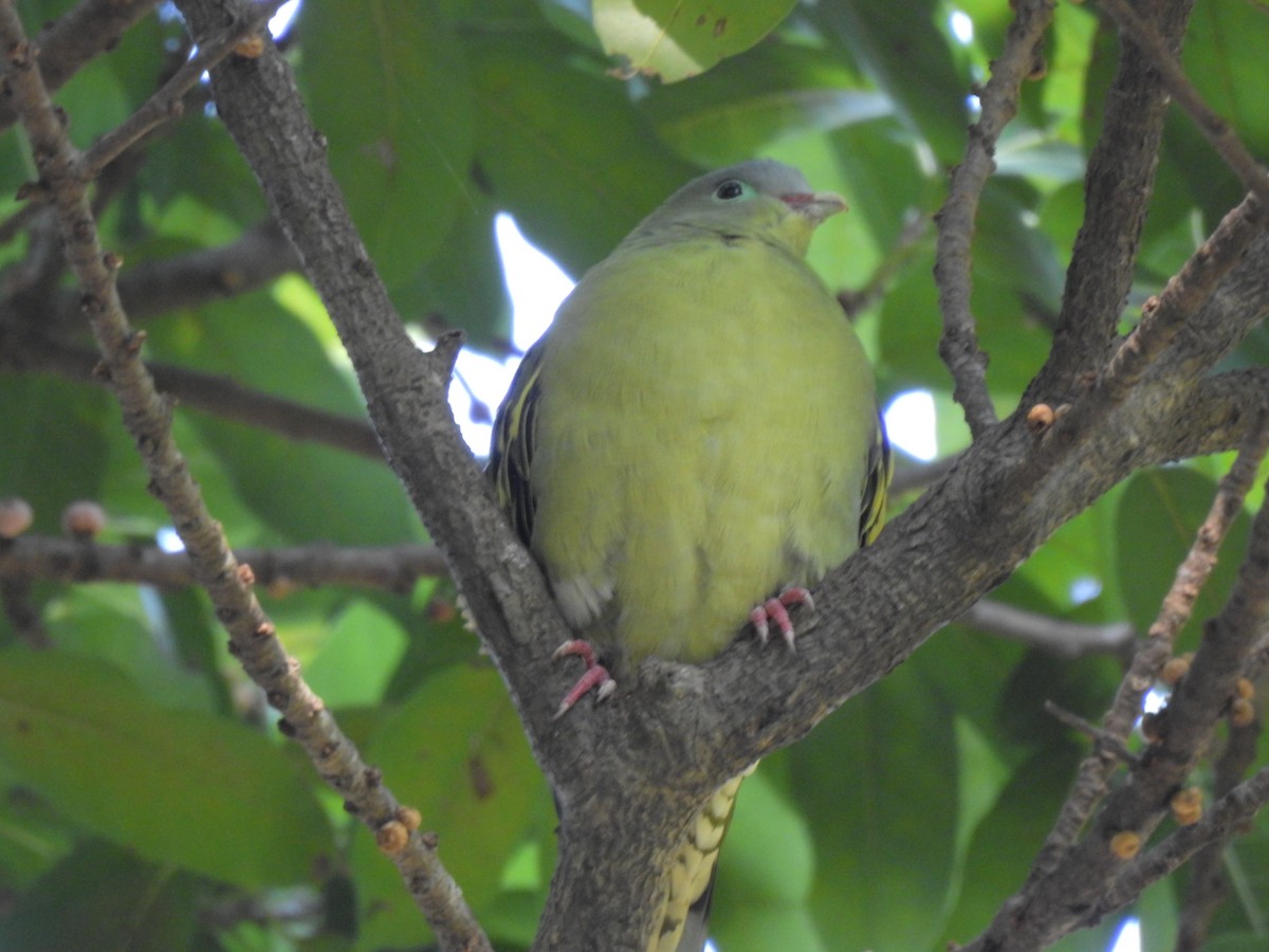 holub indomalajský - ML647321996