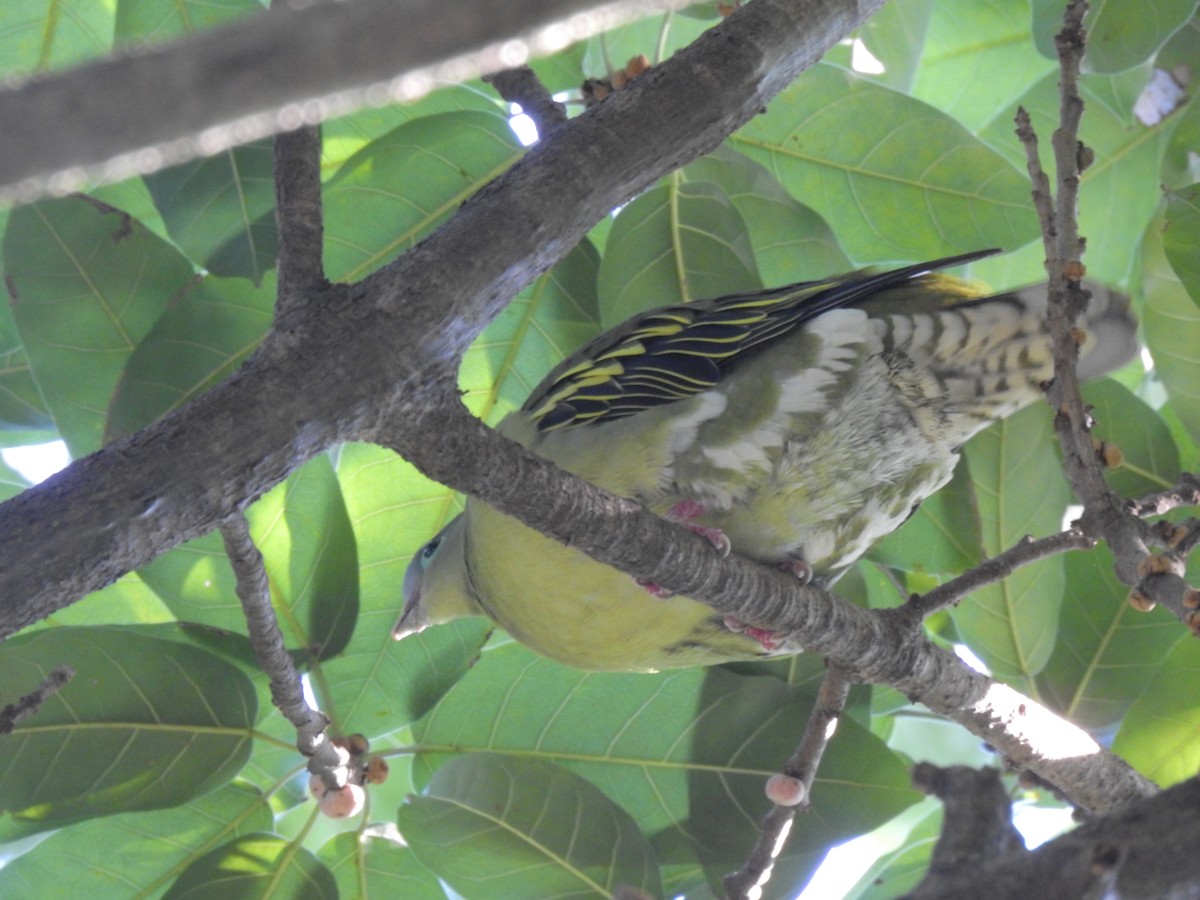 holub indomalajský - ML647321997