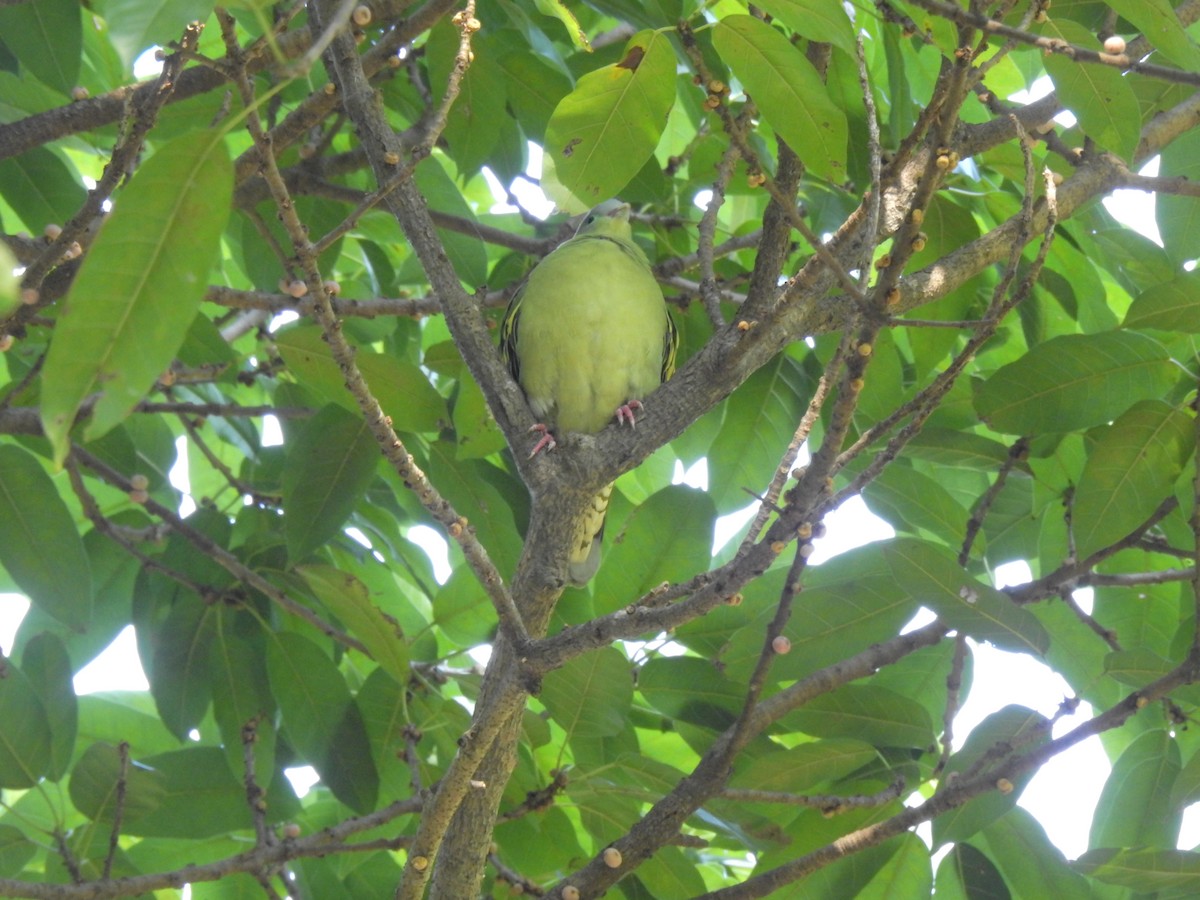 holub indomalajský - ML647321998