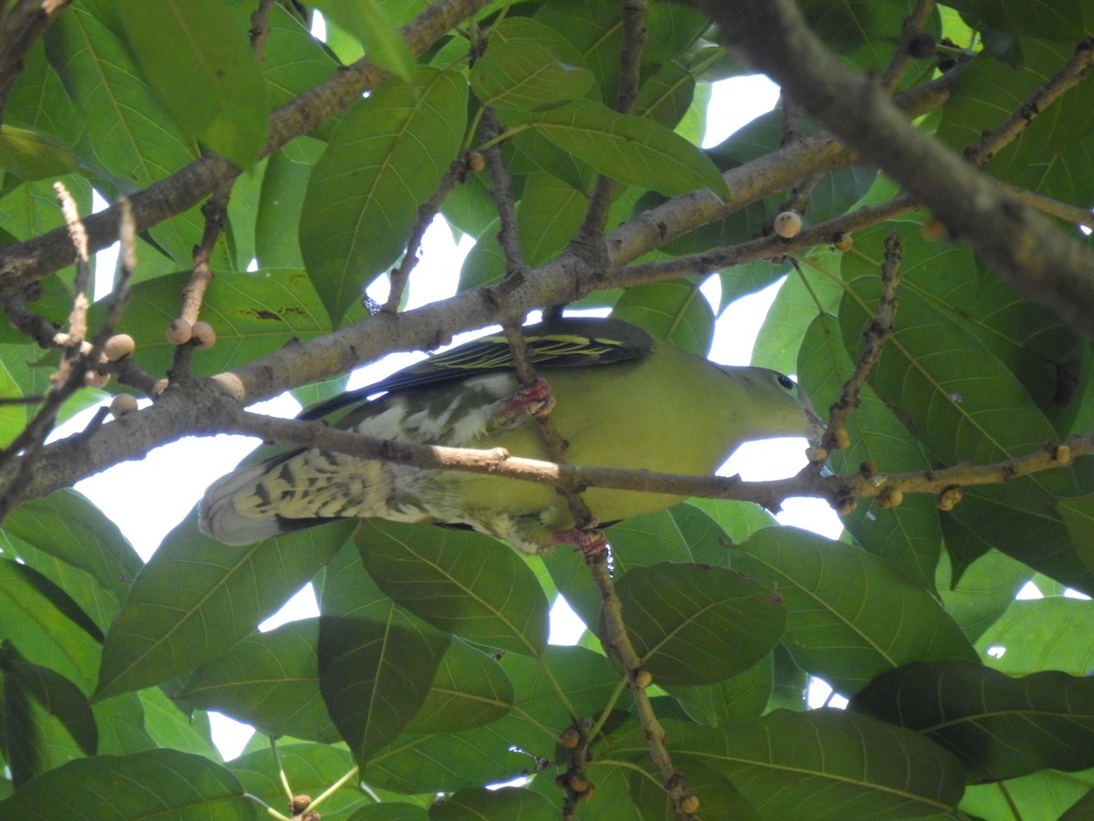 holub indomalajský - ML647321999