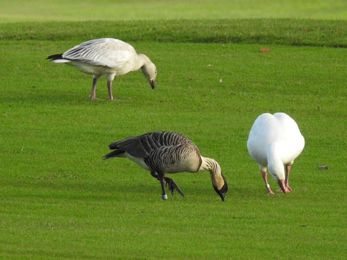 Hawaiian Goose - ML647322012