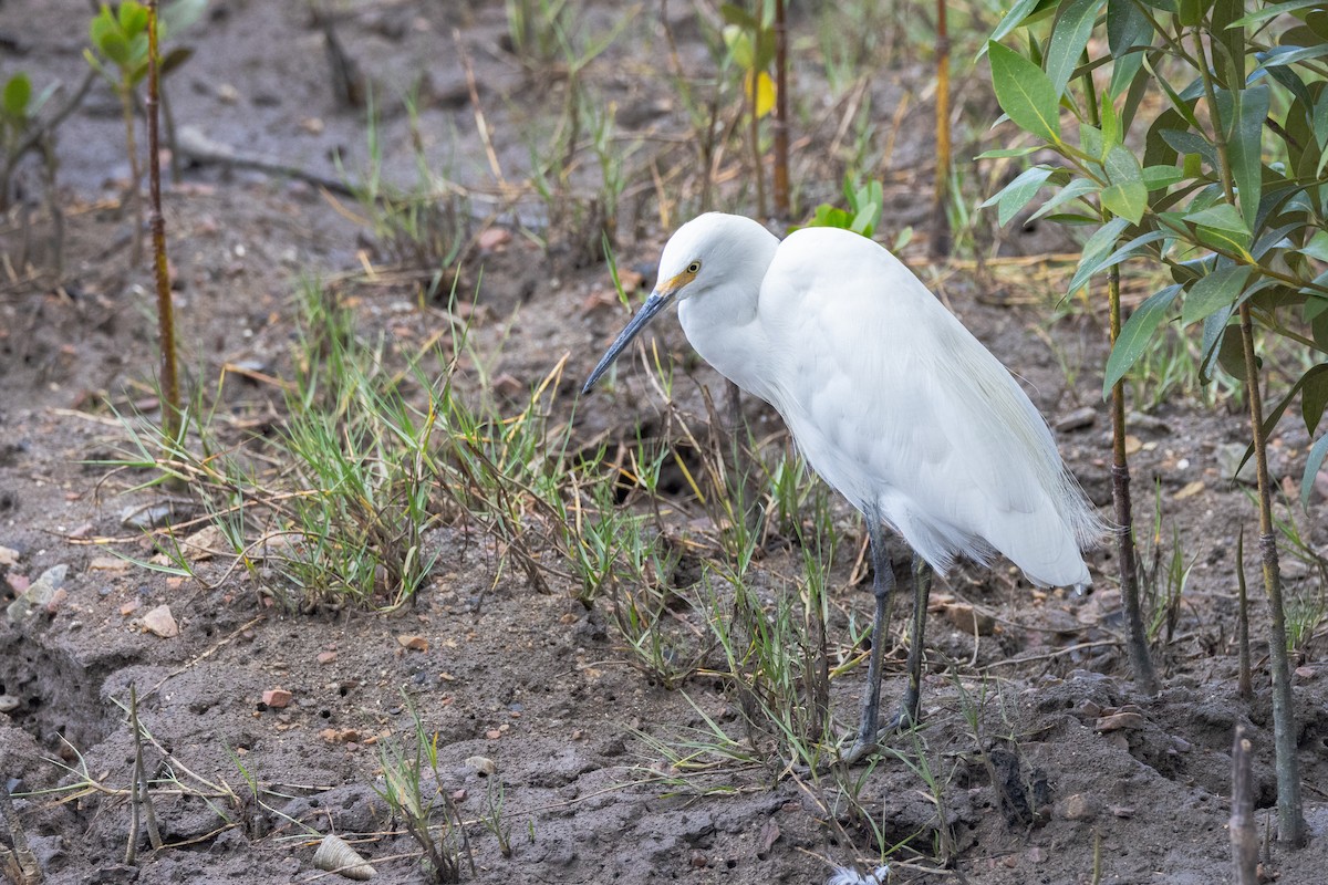 Silberreiher - ML647322034