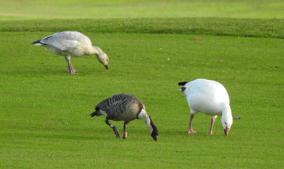 Hawaiian Goose - ML647322040