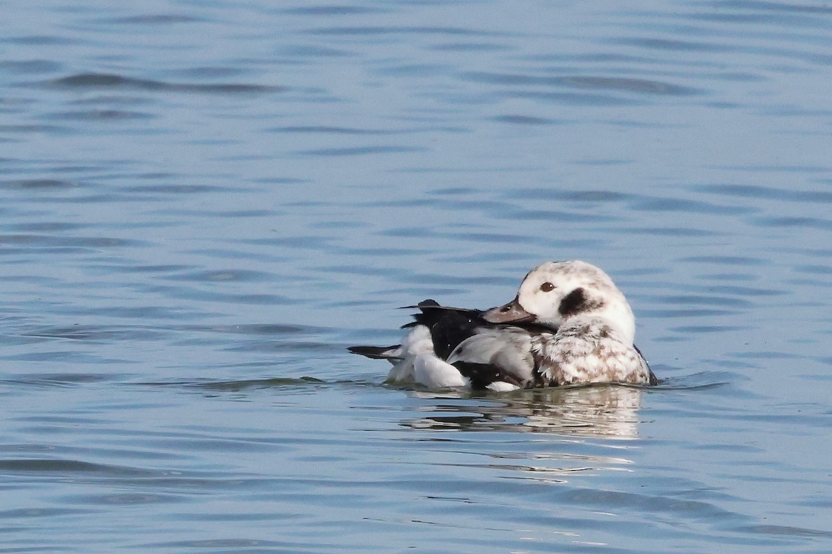 Long-tailed Duck - ML647322046