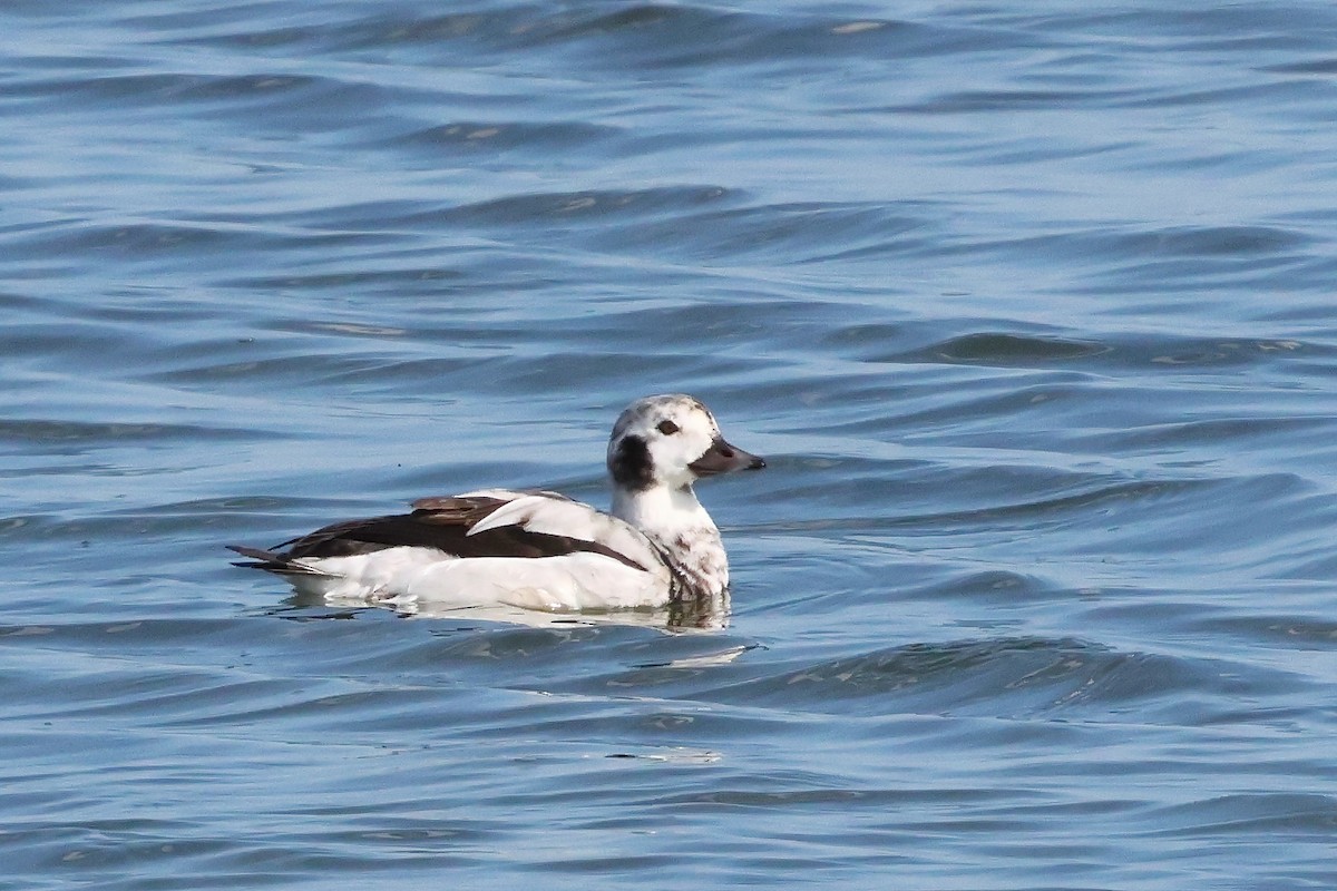 Long-tailed Duck - ML647322051