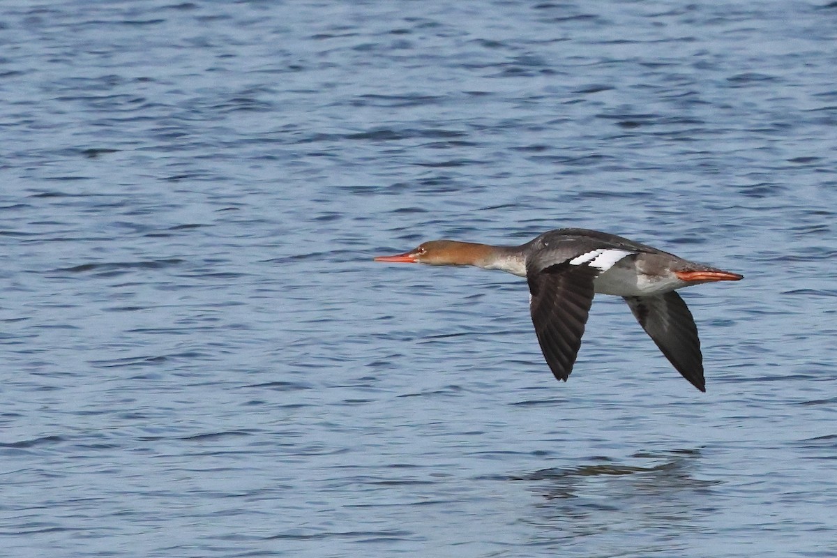Red-breasted Merganser - ML647322067