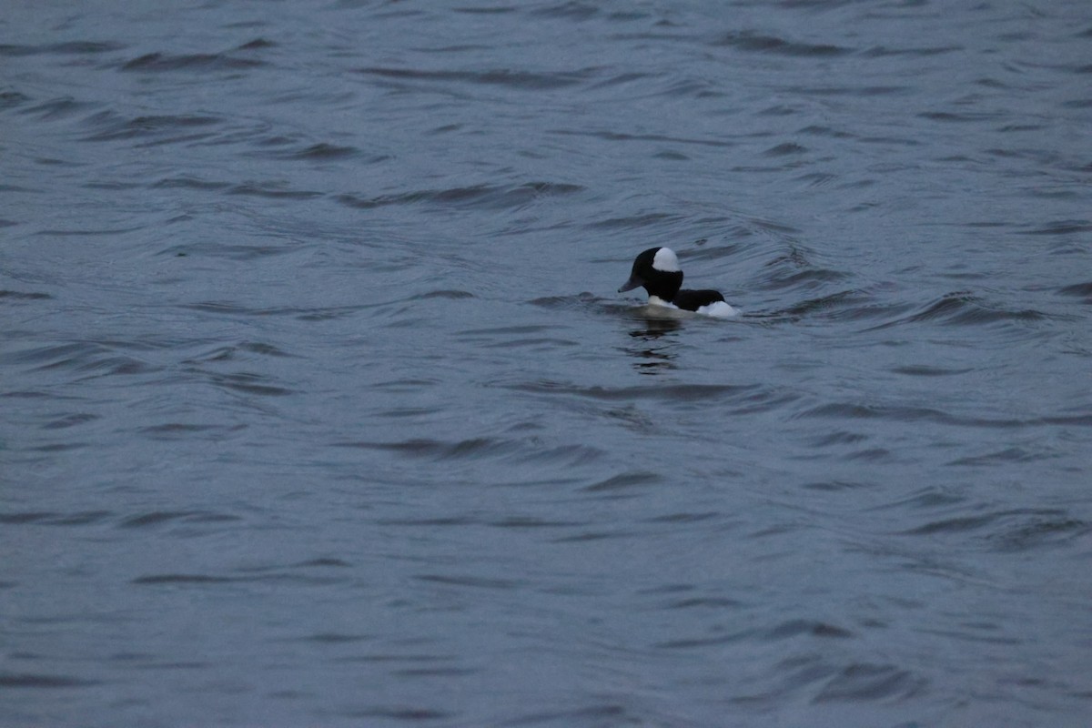 Bufflehead - ML647322086