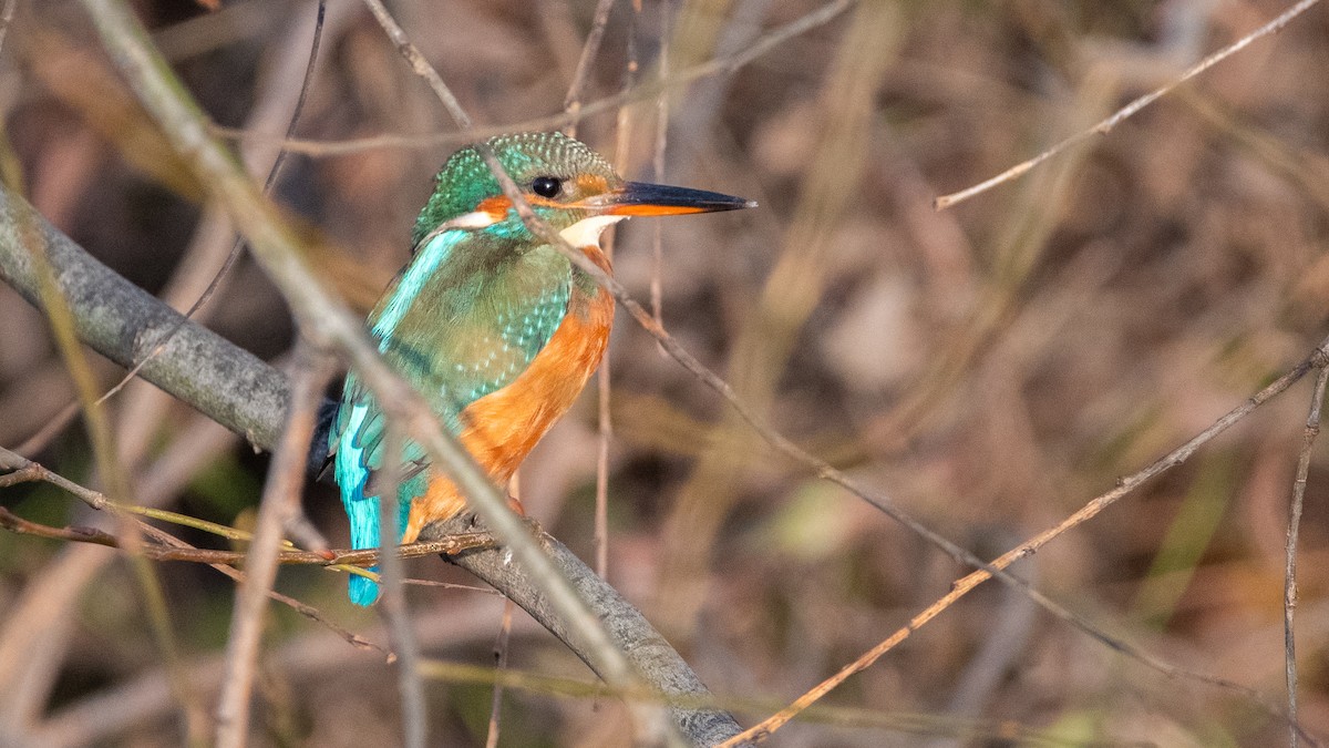 Common Kingfisher - ML647322100